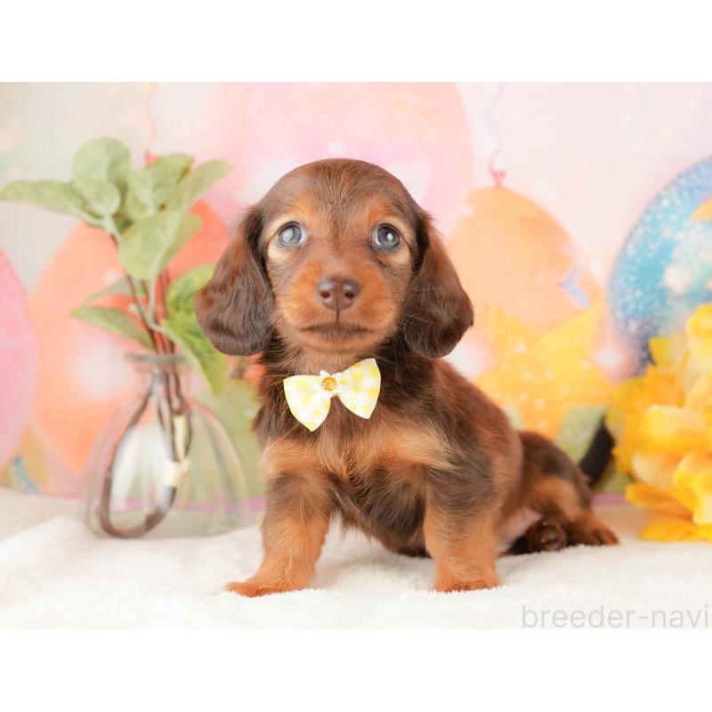 販売中の静岡県のミニチュアダックスフンド(ロングヘアード)-434805の7枚目