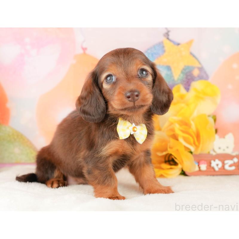 販売中の静岡県のミニチュアダックスフンド(ロングヘアード)-434805の6枚目