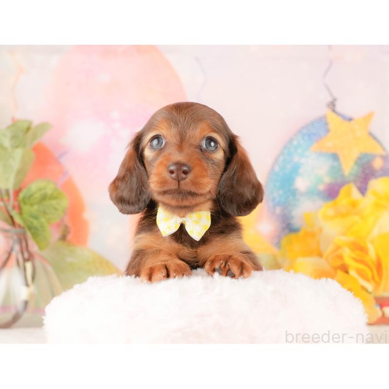 販売中の静岡県のミニチュアダックスフンド(ロングヘアード)-434805の5枚目