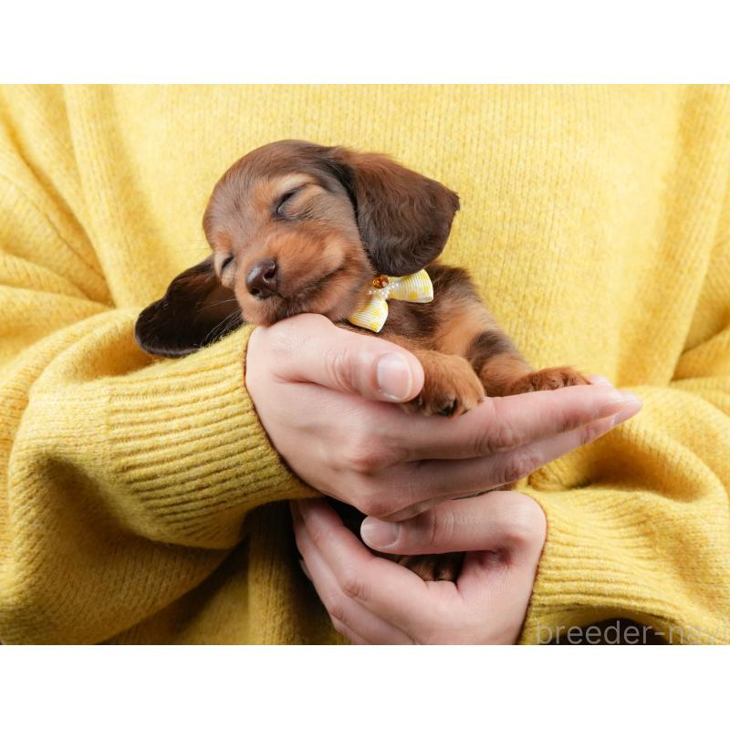 販売中の静岡県のミニチュアダックスフンド(ロングヘアード)-434805の4枚目