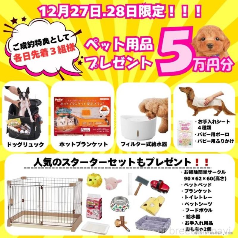 販売中の静岡県のミニチュアダックスフンド(ロングヘアード)-434808の16枚目