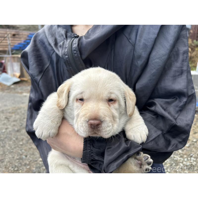 販売中の福島県のラブラドールレトリーバー-434607の3枚目