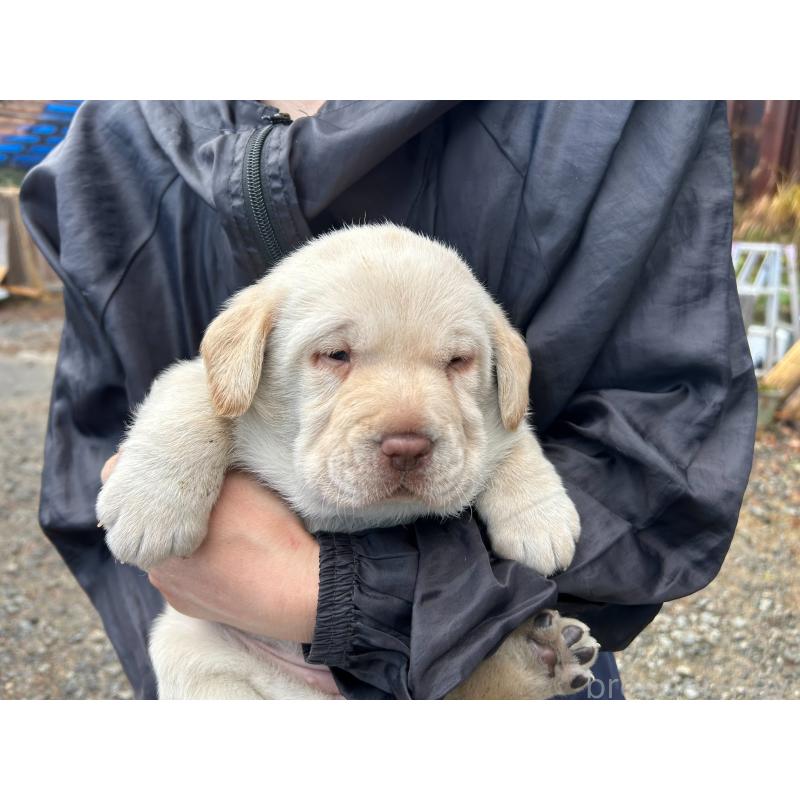 販売中の福島県のラブラドールレトリーバー-434607の2枚目