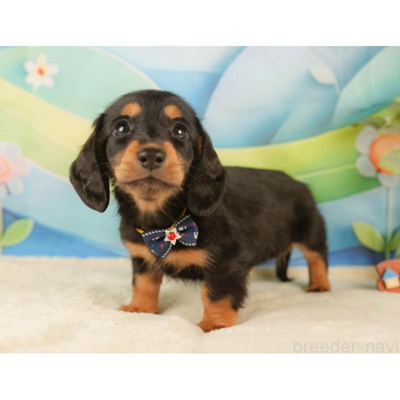 販売中の静岡県のミニチュアダックスフンド(ロングヘアード)-434808の10枚目