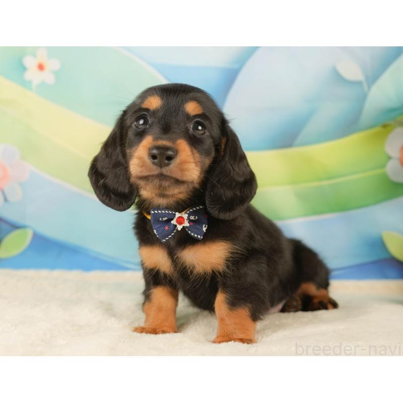 販売中の静岡県のミニチュアダックスフンド(ロングヘアード)-434808の9枚目