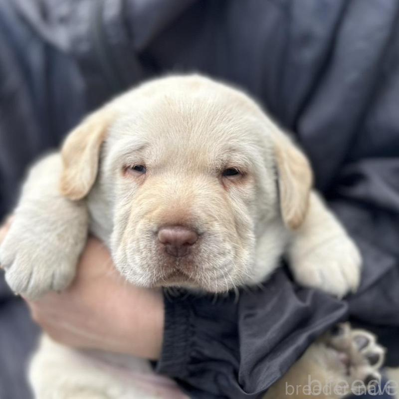 販売中の福島県のラブラドールレトリーバー-434607の1枚目