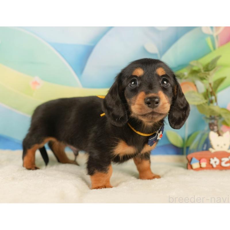 販売中の静岡県のミニチュアダックスフンド(ロングヘアード)-434808の8枚目