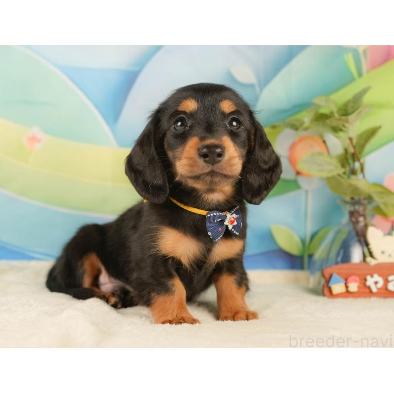 販売中の静岡県のミニチュアダックスフンド(ロングヘアード)-434808の7枚目