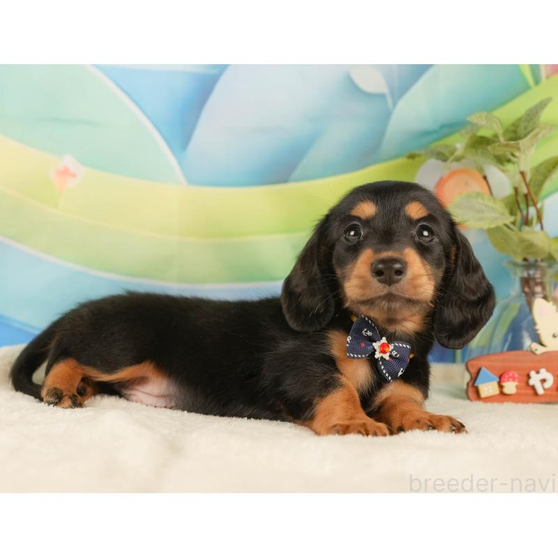 販売中の静岡県のミニチュアダックスフンド(ロングヘアード)-434808の6枚目