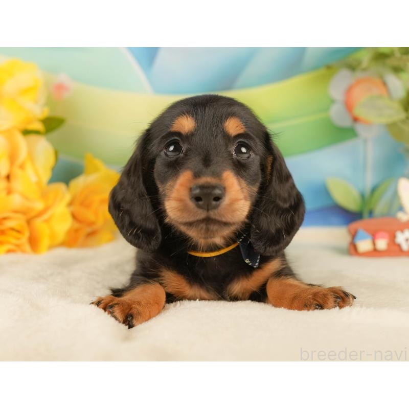 販売中の静岡県のミニチュアダックスフンド(ロングヘアード)-434808の5枚目