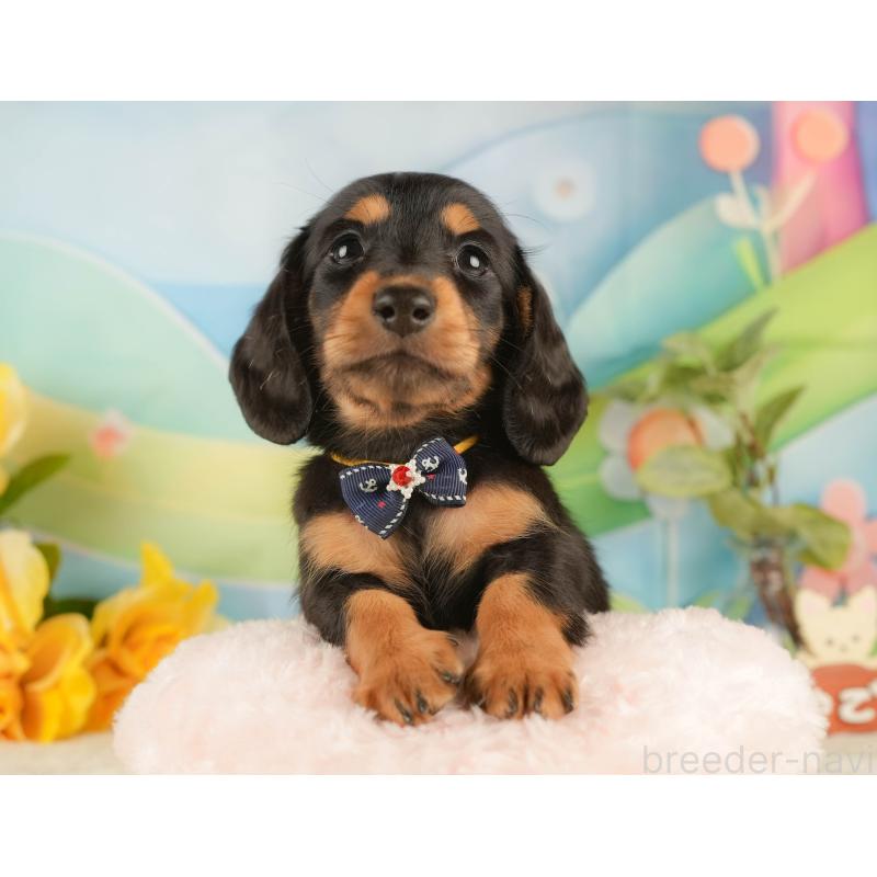 販売中の静岡県のミニチュアダックスフンド(ロングヘアード)-434808の4枚目