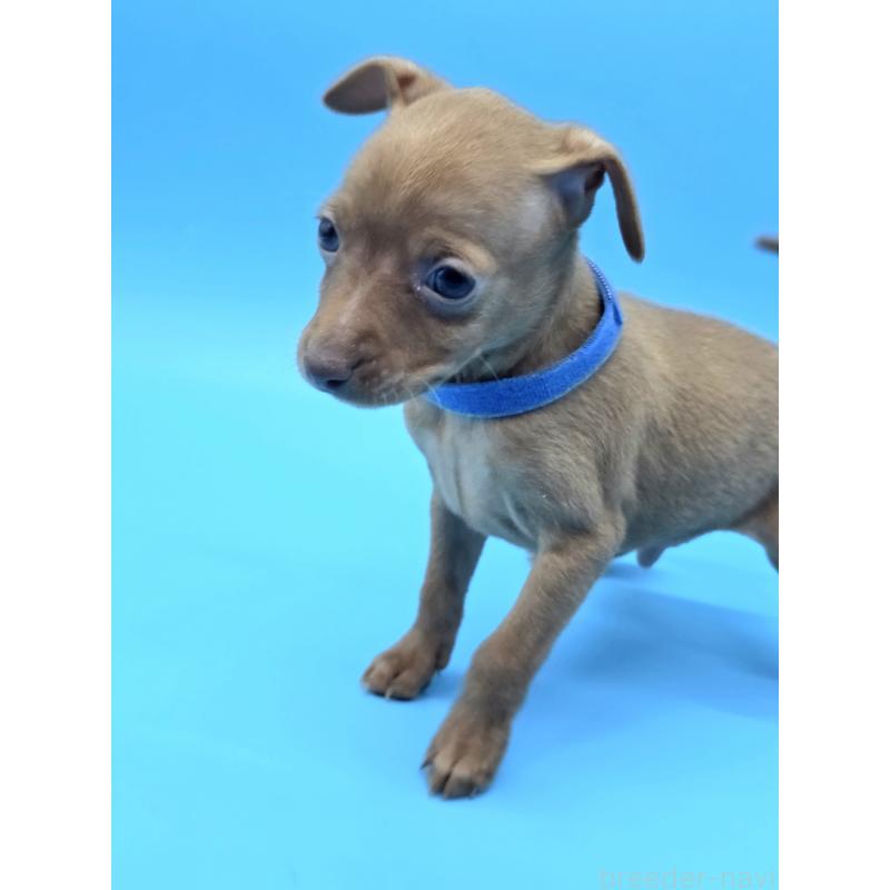 販売中の静岡県のミニチュアピンシャー(ミニピン)-434617の6枚目