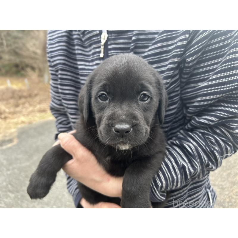 販売中の福島県のラブラドールレトリーバー-434608の5枚目