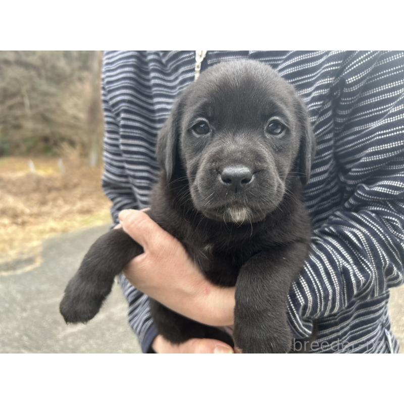 販売中の福島県のラブラドールレトリーバー-434608の4枚目