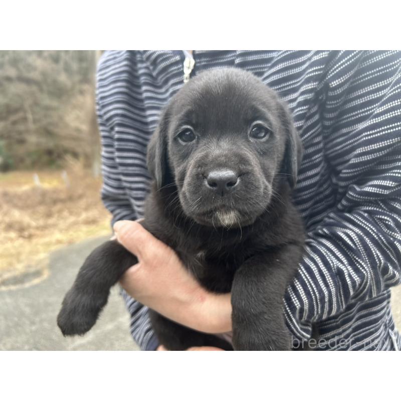 販売中の福島県のラブラドールレトリーバー-434608の3枚目