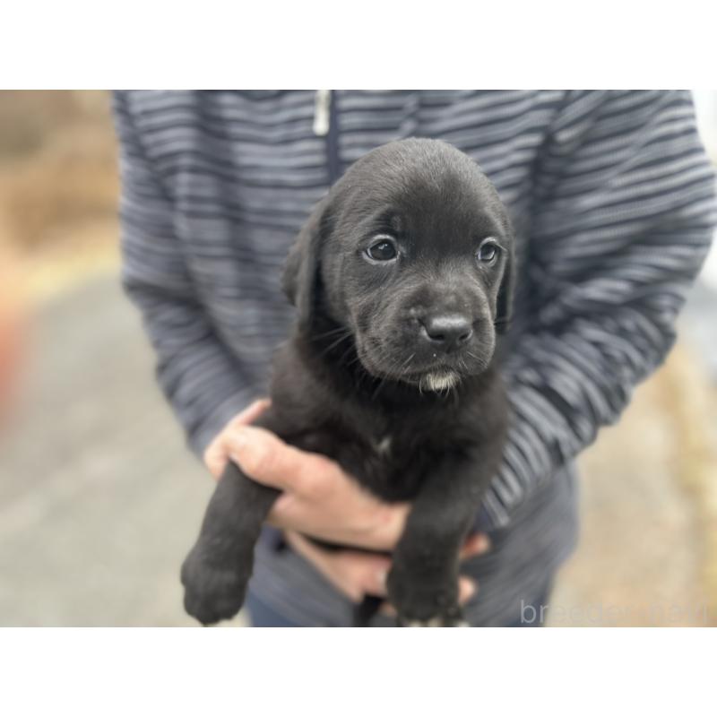 販売中の福島県のラブラドールレトリーバー-434608の2枚目