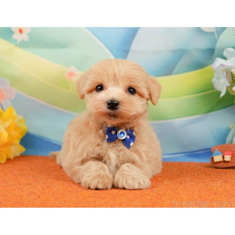 販売中の静岡県のマルプー:マルチーズ×トイプードル-434815の10枚目