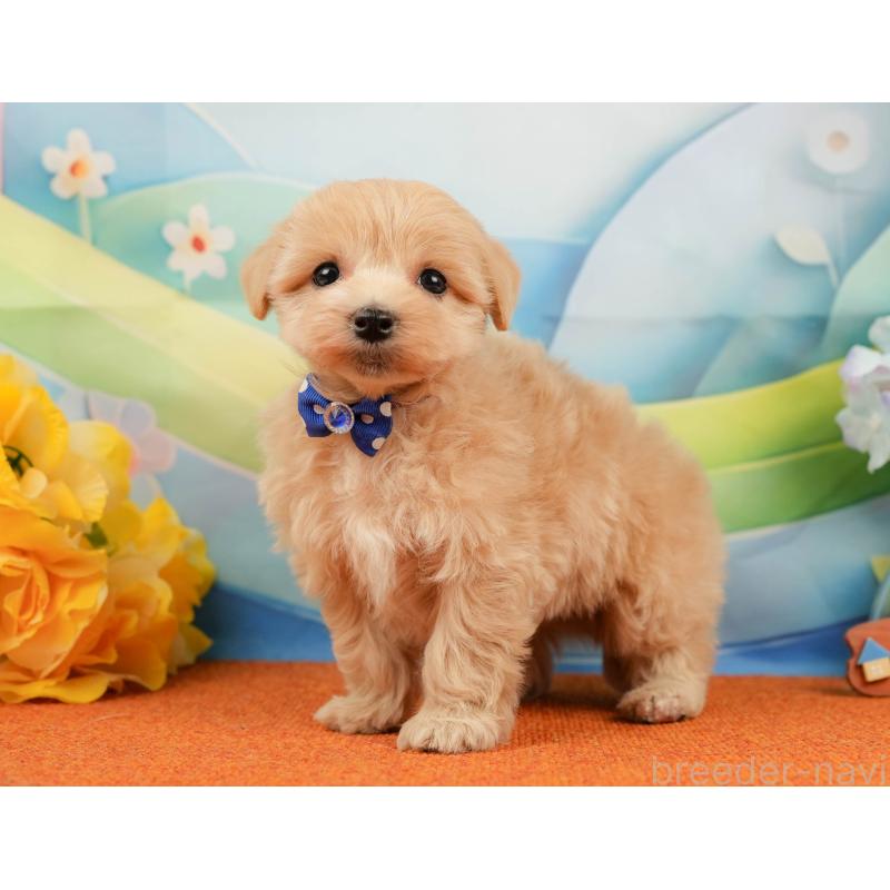 販売中の静岡県のマルプー:マルチーズ×トイプードル-434815の9枚目