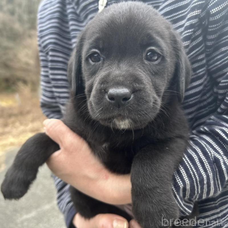 販売中の福島県のラブラドールレトリーバー-434608の1枚目