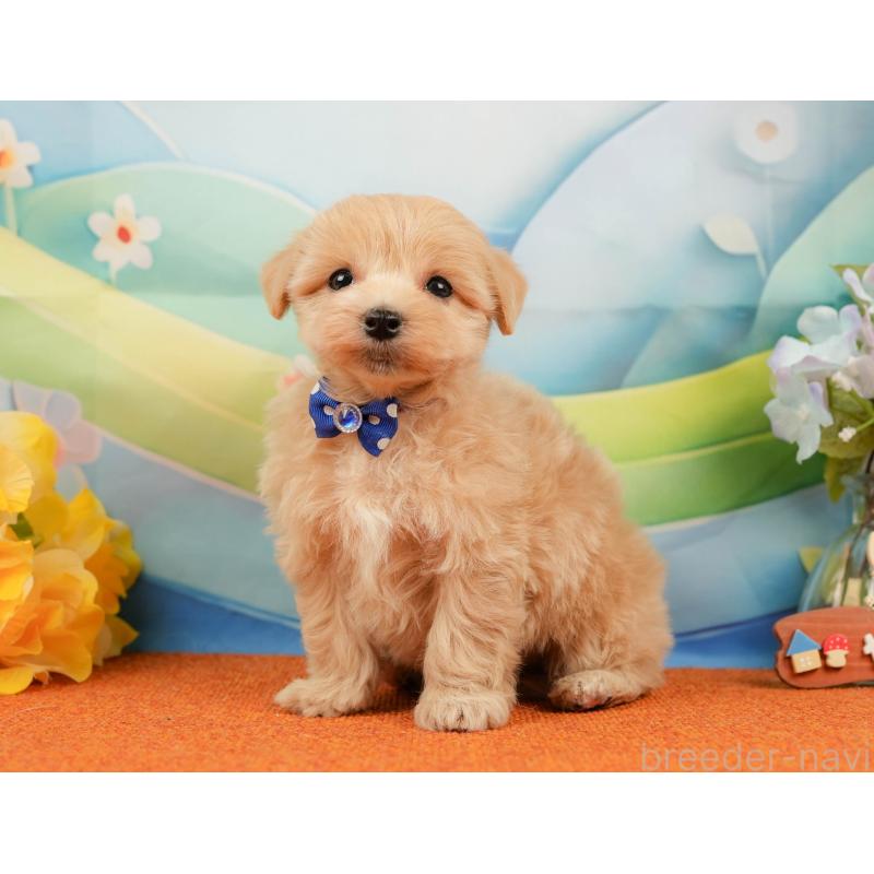 販売中の静岡県のマルプー:マルチーズ×トイプードル-434815の8枚目