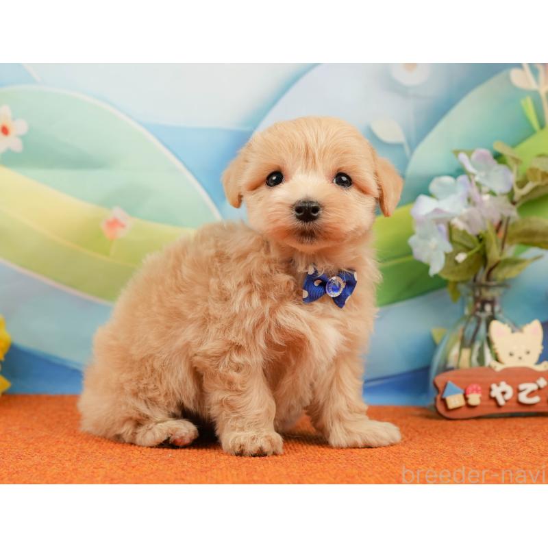 販売中の静岡県のマルプー:マルチーズ×トイプードル-434815の7枚目