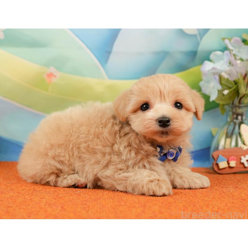 販売中の静岡県のマルプー:マルチーズ×トイプードル-434815の6枚目