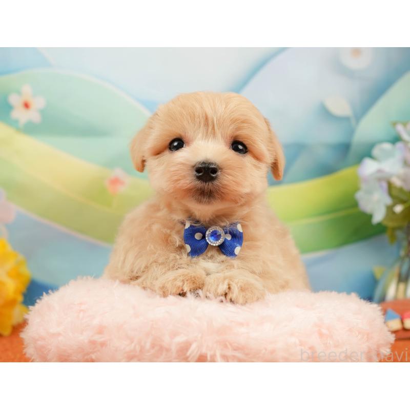 販売中の静岡県のマルプー:マルチーズ×トイプードル-434815の5枚目