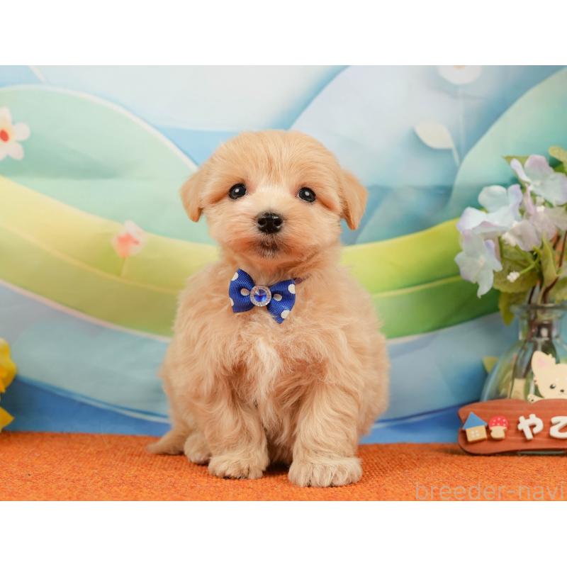 販売中の静岡県のマルプー:マルチーズ×トイプードル-434815の4枚目