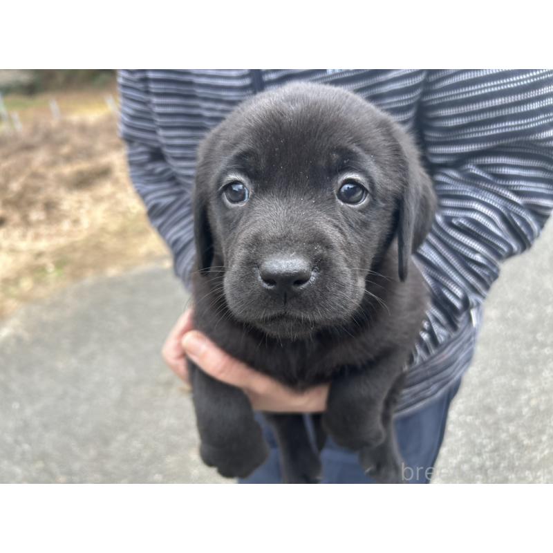 販売中の福島県のラブラドールレトリーバー-434609の5枚目