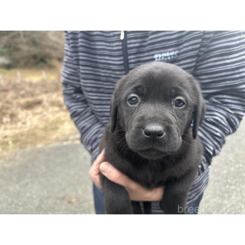 販売中の福島県のラブラドールレトリーバー-434609の4枚目