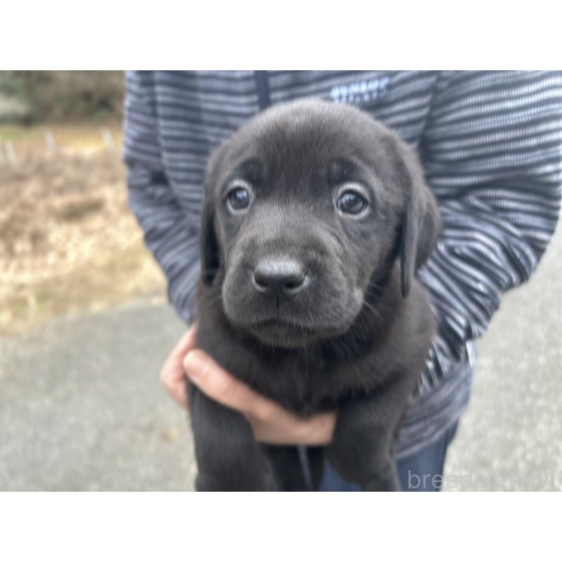 販売中の福島県のラブラドールレトリーバー-434609の3枚目