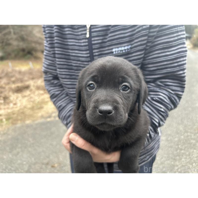 販売中の福島県のラブラドールレトリーバー-434609の2枚目