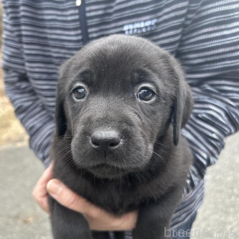 販売中の福島県のラブラドールレトリーバー-434609の1枚目