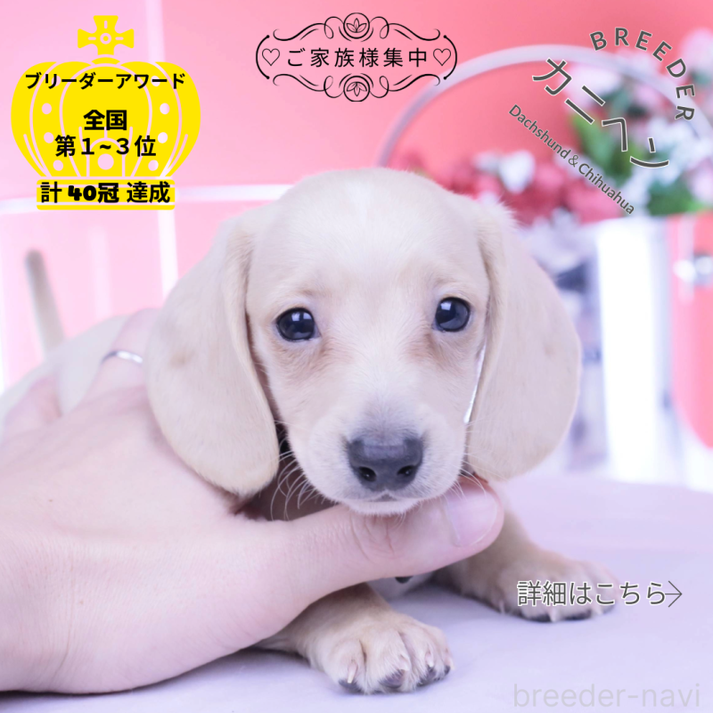 販売中の愛知県のカニンヘンダックスフンド(スムースヘアード)-432044