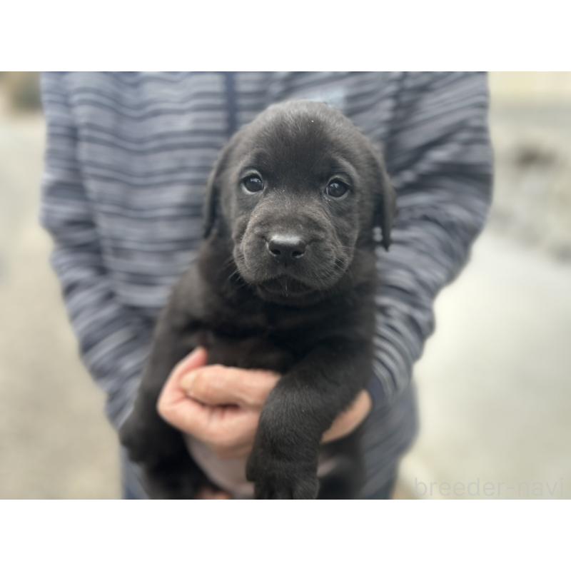 販売中の福島県のラブラドールレトリーバー-434610の5枚目