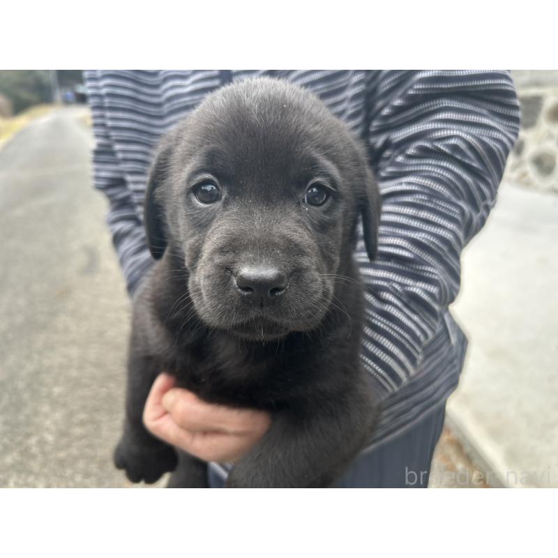 販売中の福島県のラブラドールレトリーバー-434610の4枚目