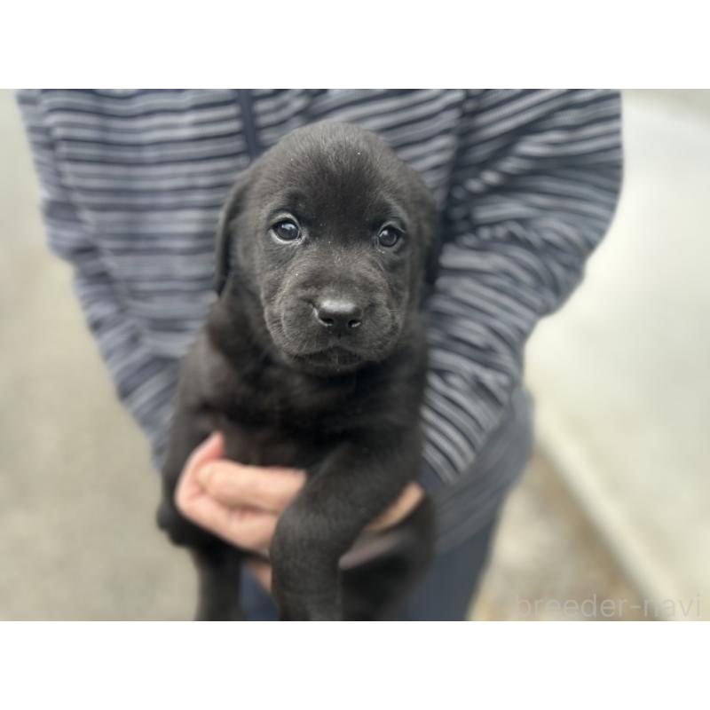 販売中の福島県のラブラドールレトリーバー-434610の3枚目