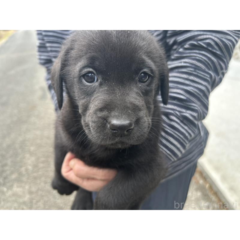 販売中の福島県のラブラドールレトリーバー-434610の2枚目