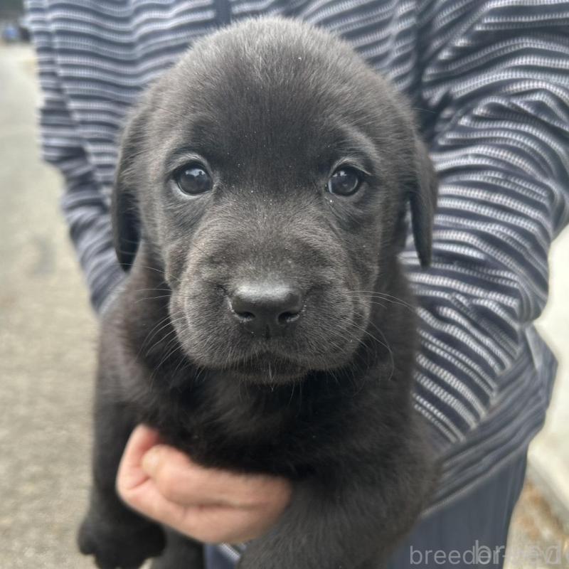 販売中の福島県のラブラドールレトリーバー-434610