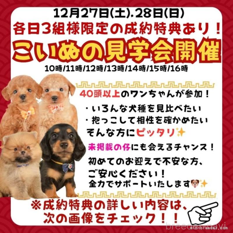 販売中の静岡県のマルプー:マルチーズ×トイプードル-434818の17枚目