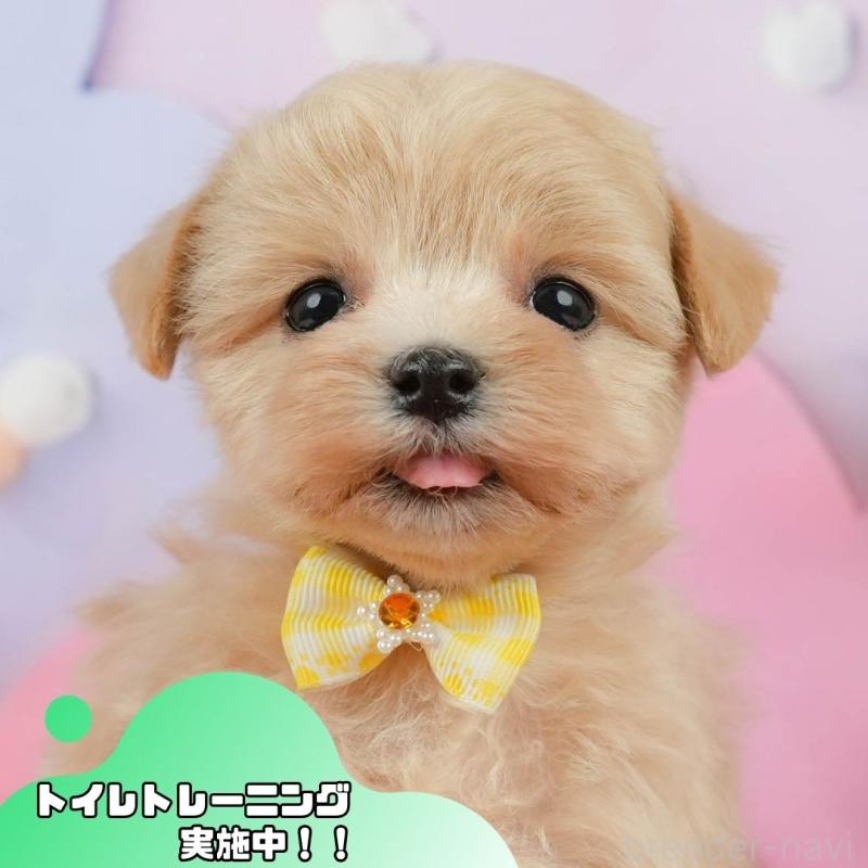 販売中の静岡県のマルプー:マルチーズ×トイプードル-434818