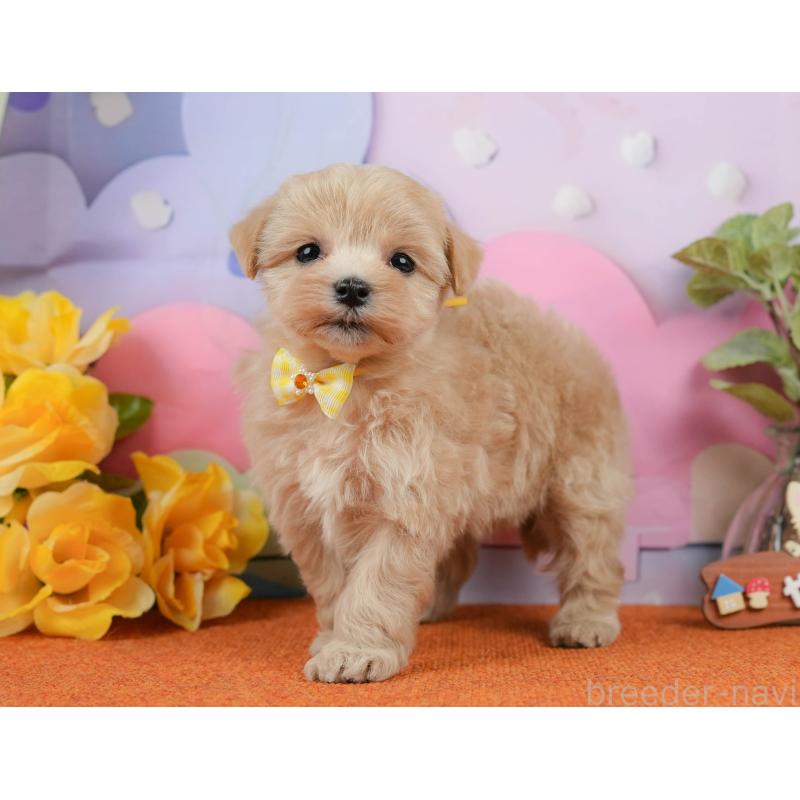 販売中の静岡県のマルプー:マルチーズ×トイプードル-434818の10枚目