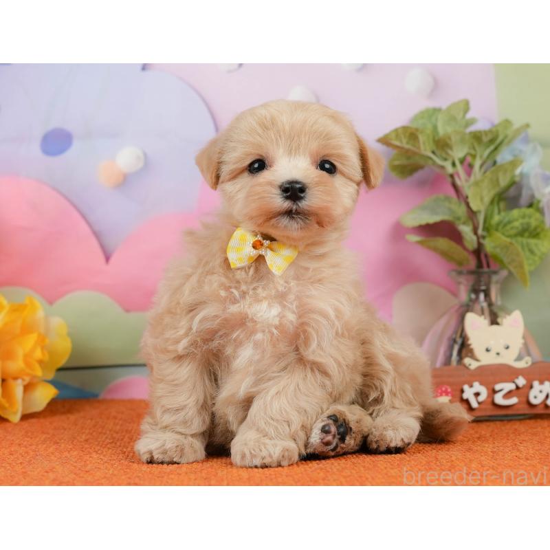 販売中の静岡県のマルプー:マルチーズ×トイプードル-434818の9枚目