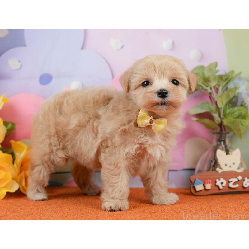 販売中の静岡県のマルプー:マルチーズ×トイプードル-434818の8枚目