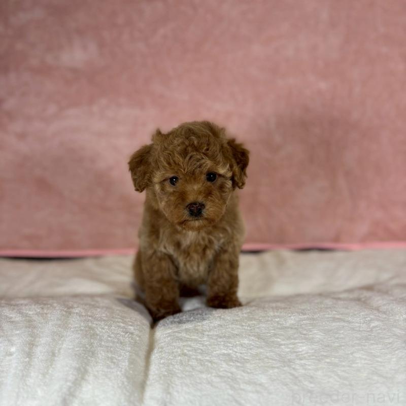 販売中の大阪府のトイプードル-434612の4枚目