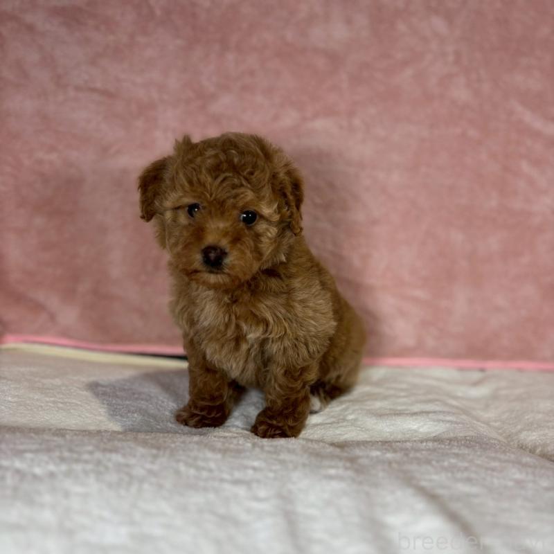 販売中の大阪府のトイプードル-434612の3枚目