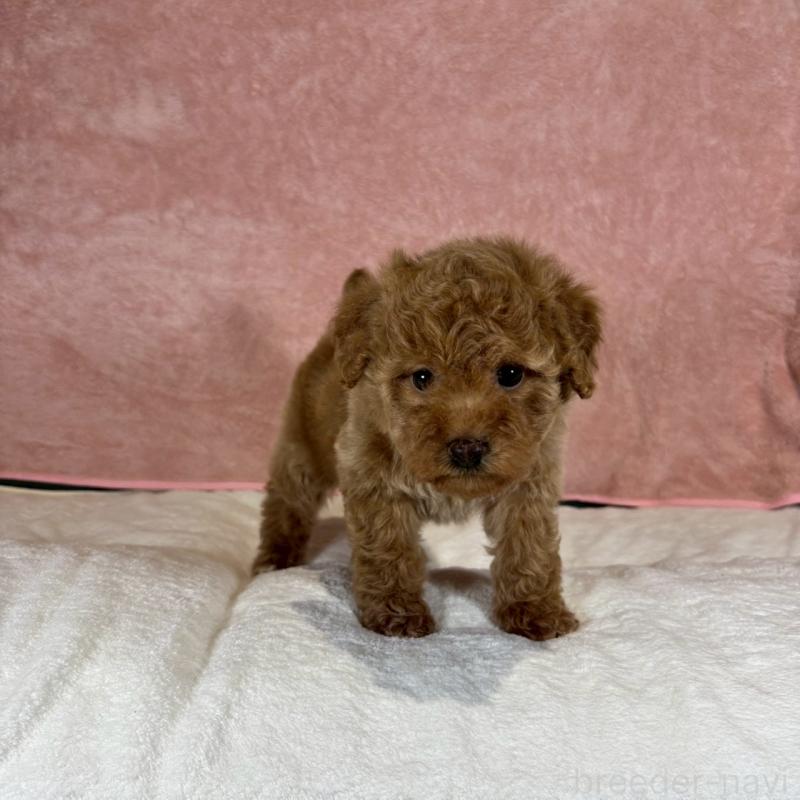 販売中の大阪府のトイプードル-434612の2枚目