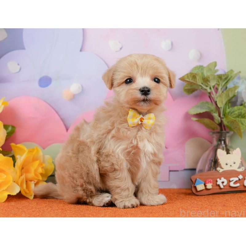 販売中の静岡県のマルプー:マルチーズ×トイプードル-434818の7枚目