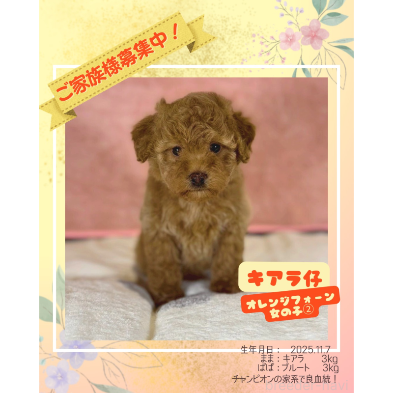 販売中の大阪府のトイプードル-434612