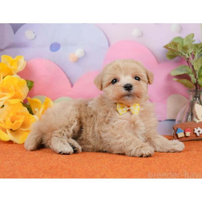 販売中の静岡県のマルプー:マルチーズ×トイプードル-434818の6枚目